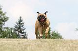 BULLMASTIFF 304